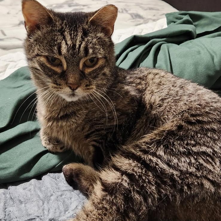 Cairo, ADOPTABLE, Adult Female Domestic Short Hair.