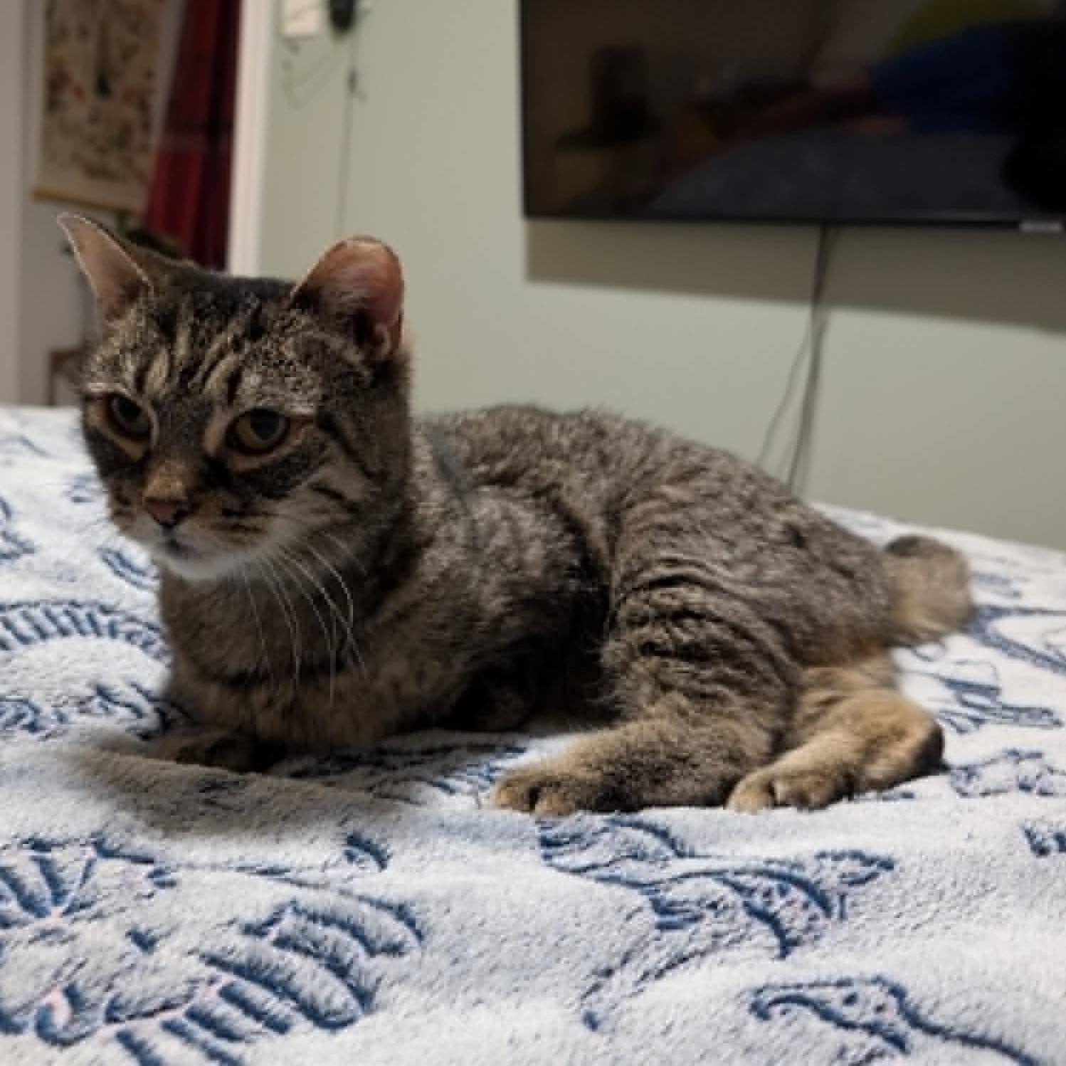 Cairo, a ADOPTABLE Domestic Short Hair in Fredericton, NB image 4/6