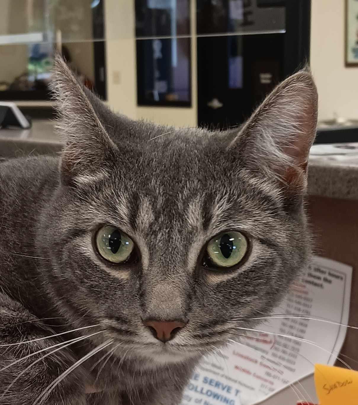 Betty Ann, adopted, Adult Female Domestic Short Hair.