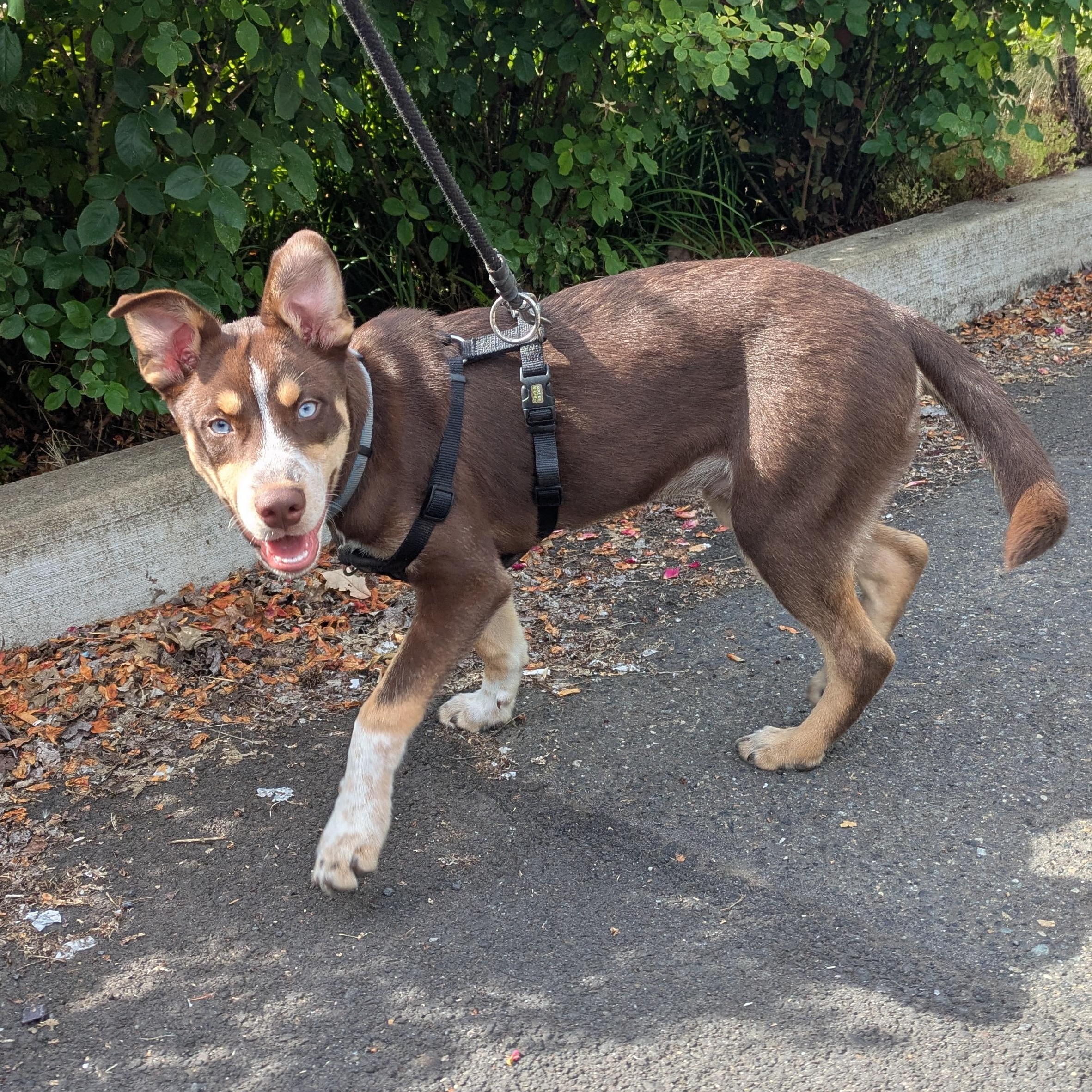 Three, an adopted Husky in Tigard, OR image 3/3