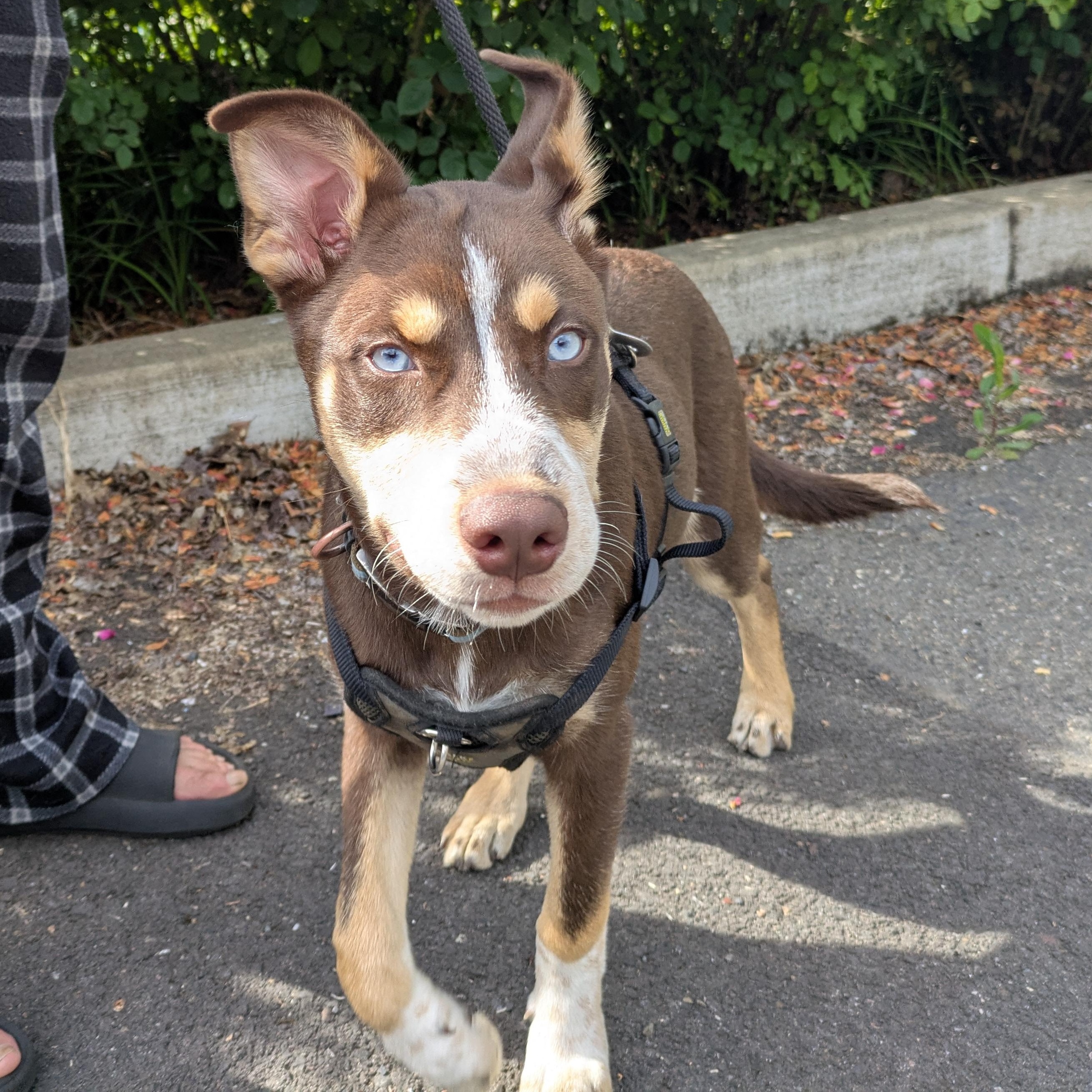 Three, an adopted Husky in Tigard, OR image 2/3