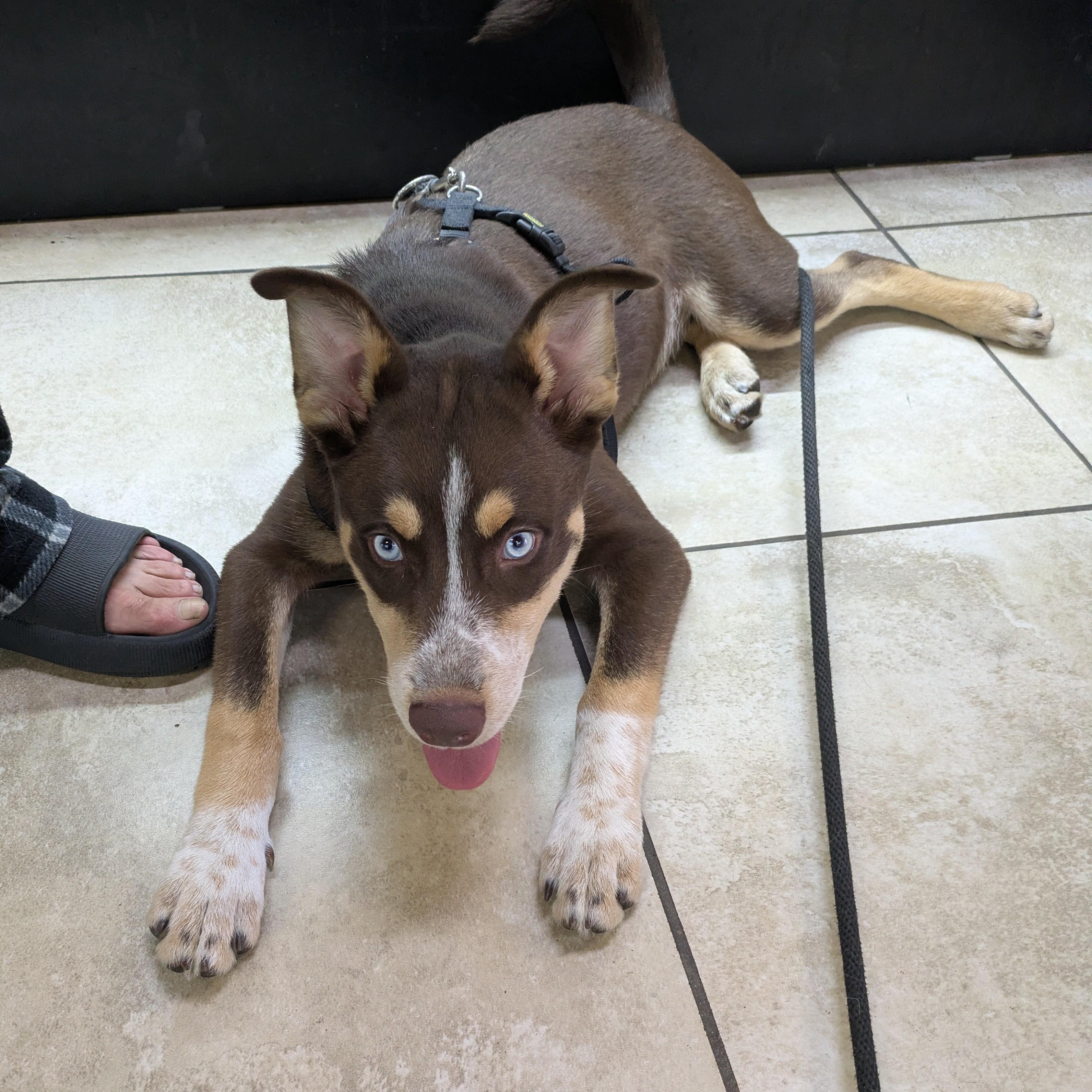 Three, adopted, Puppy Male Husky.