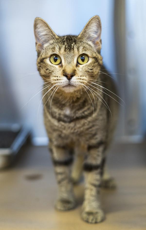 Enlarge Cleo, a Adoptable mixed breed in Kennewick, WA image 1/4