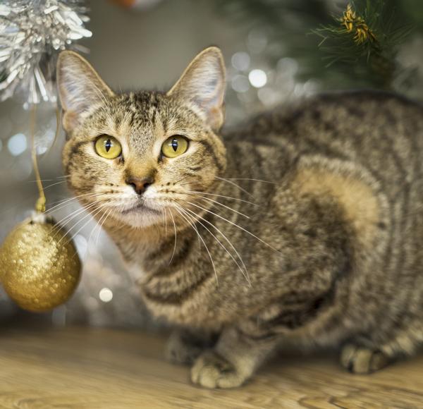 Enlarge Cleo, a Adoptable mixed breed in Kennewick, WA image 2/4