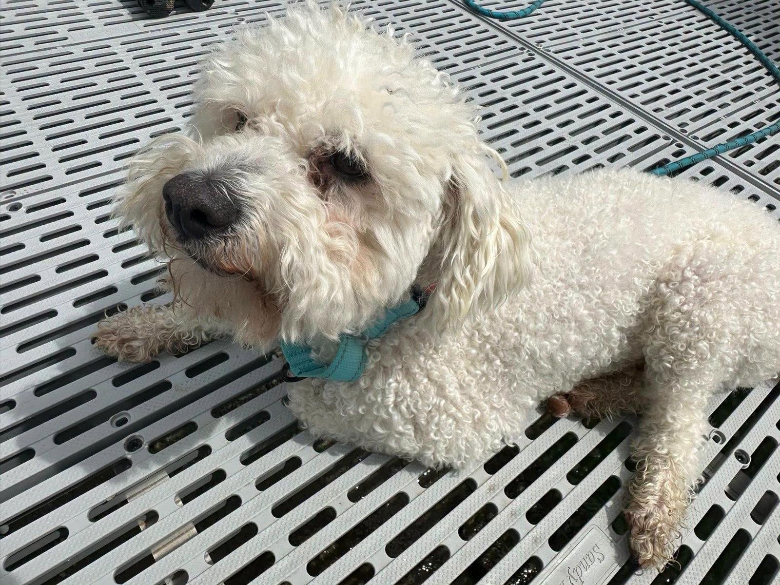 Standard Poodles for Adoption in Thorp, Wisconsin | Petfinder