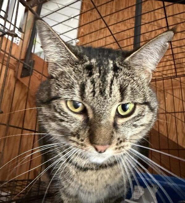 Anne Marie (Morticia), Adoptable, Adult Female Domestic Short Hair.