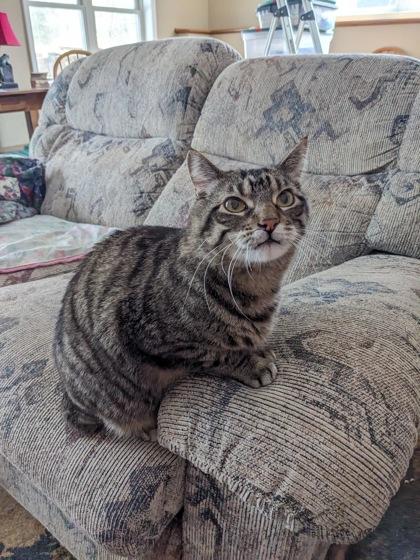 Enlarge Felix James, a Adoptable Domestic Short Hair in Blaine, MN image 1/1