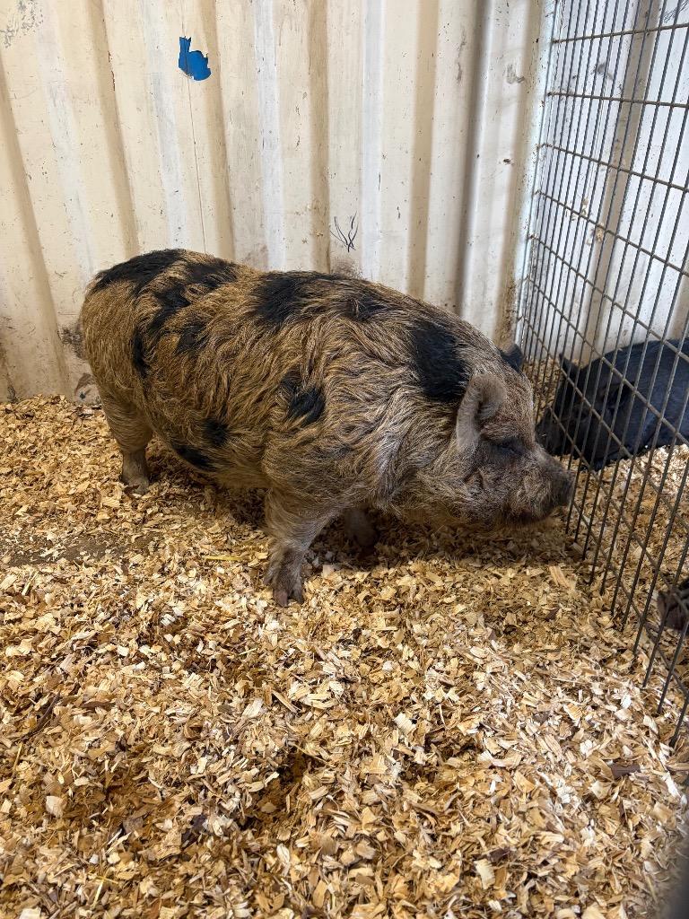 Chance, Adoptable, Adult Male Pig.