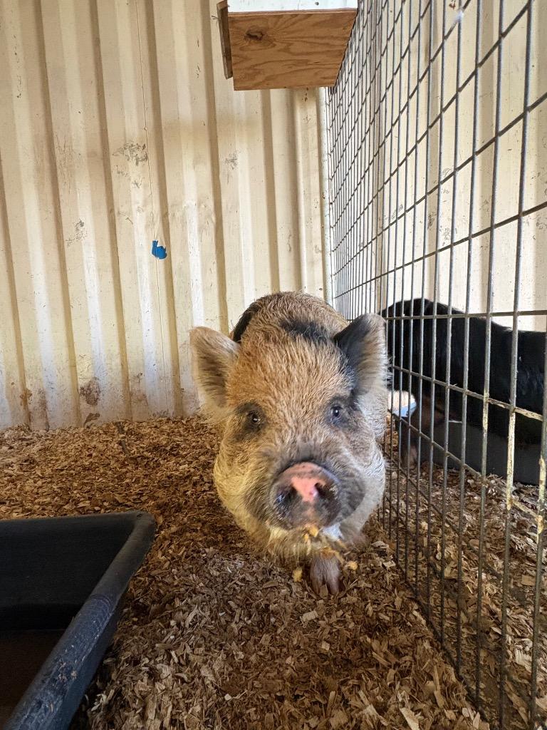 Enlarge Chance, a Adoptable Pig in New Braunfels, TX image 2/4
