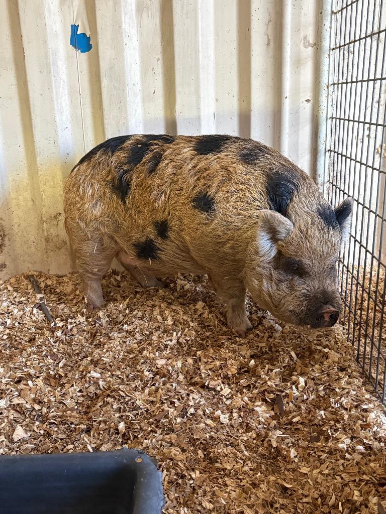 Enlarge Chance, a Adoptable Pig in New Braunfels, TX image 3/4