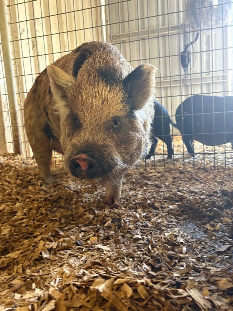 Enlarge Chance, a Adoptable Pig in New Braunfels, TX image 4/4