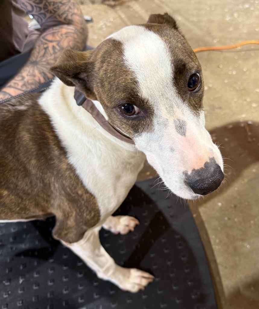 Maize, Adoptable, Young Female Terrier.