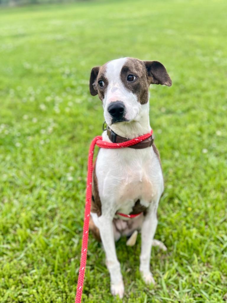 Enlarge Maize, a Adoptable Terrier in Saint Francisville, LA image 2/3