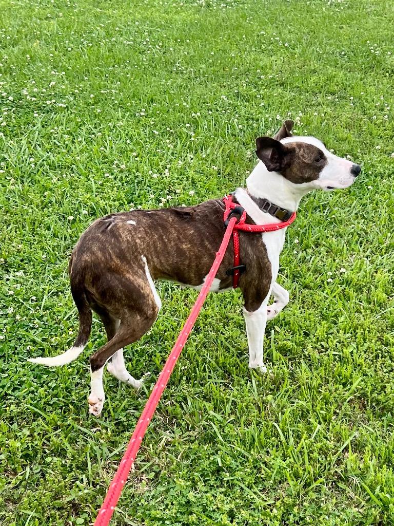 Enlarge Maize, a Adoptable Terrier in Saint Francisville, LA image 3/3