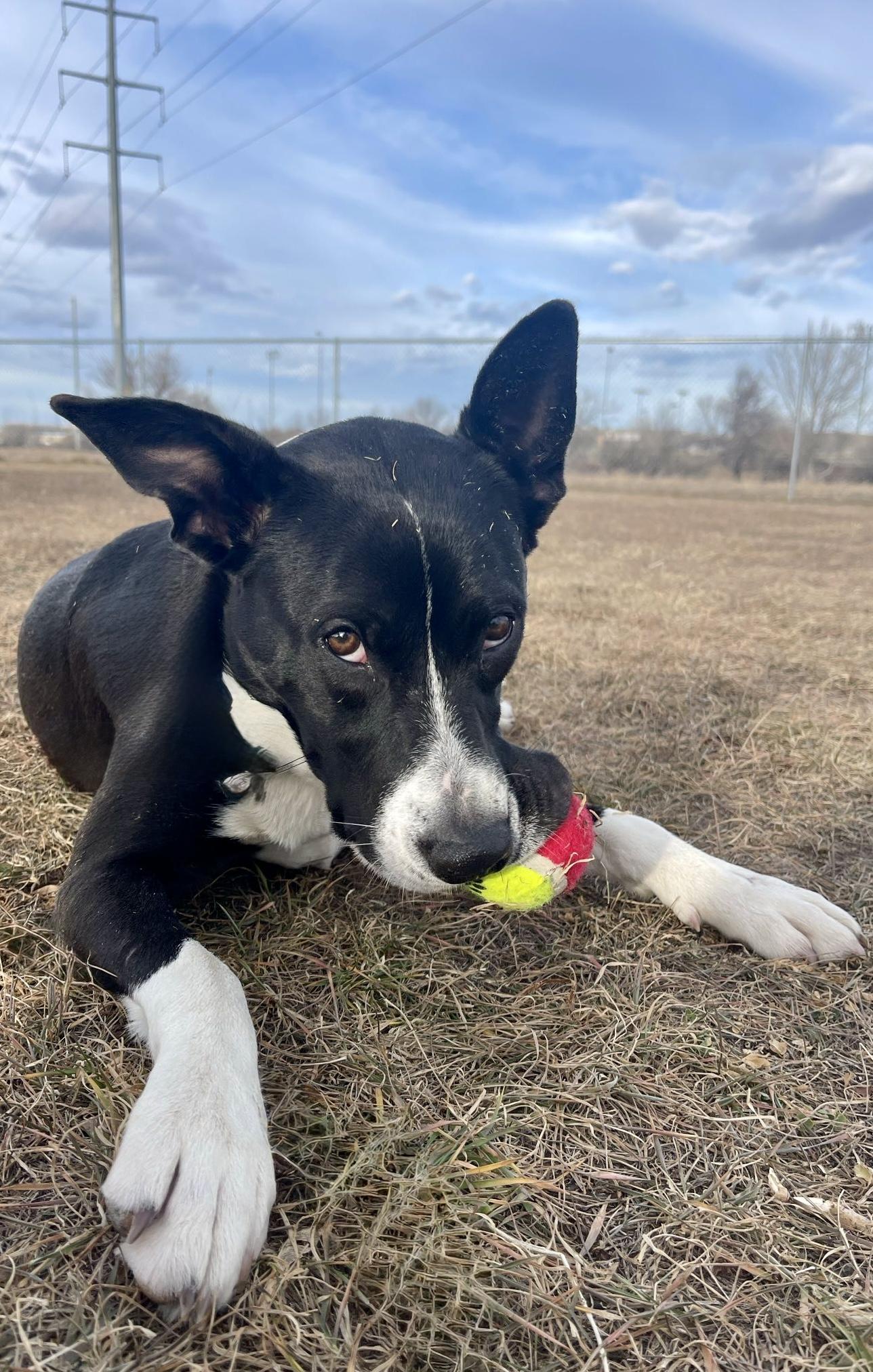 Enlarge PJ, a ADOPTABLE mixed breed in Rapid City, SD image 6/6