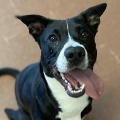 Enlarge PJ, a ADOPTABLE mixed breed in Rapid City, SD image 1/1