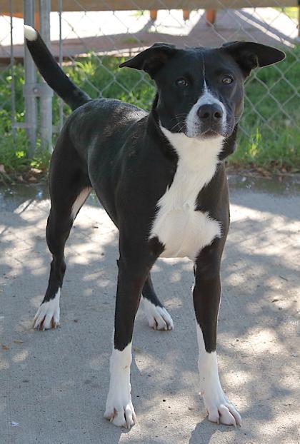 Enlarge PJ, a ADOPTABLE mixed breed in Rapid City, SD image 4/6