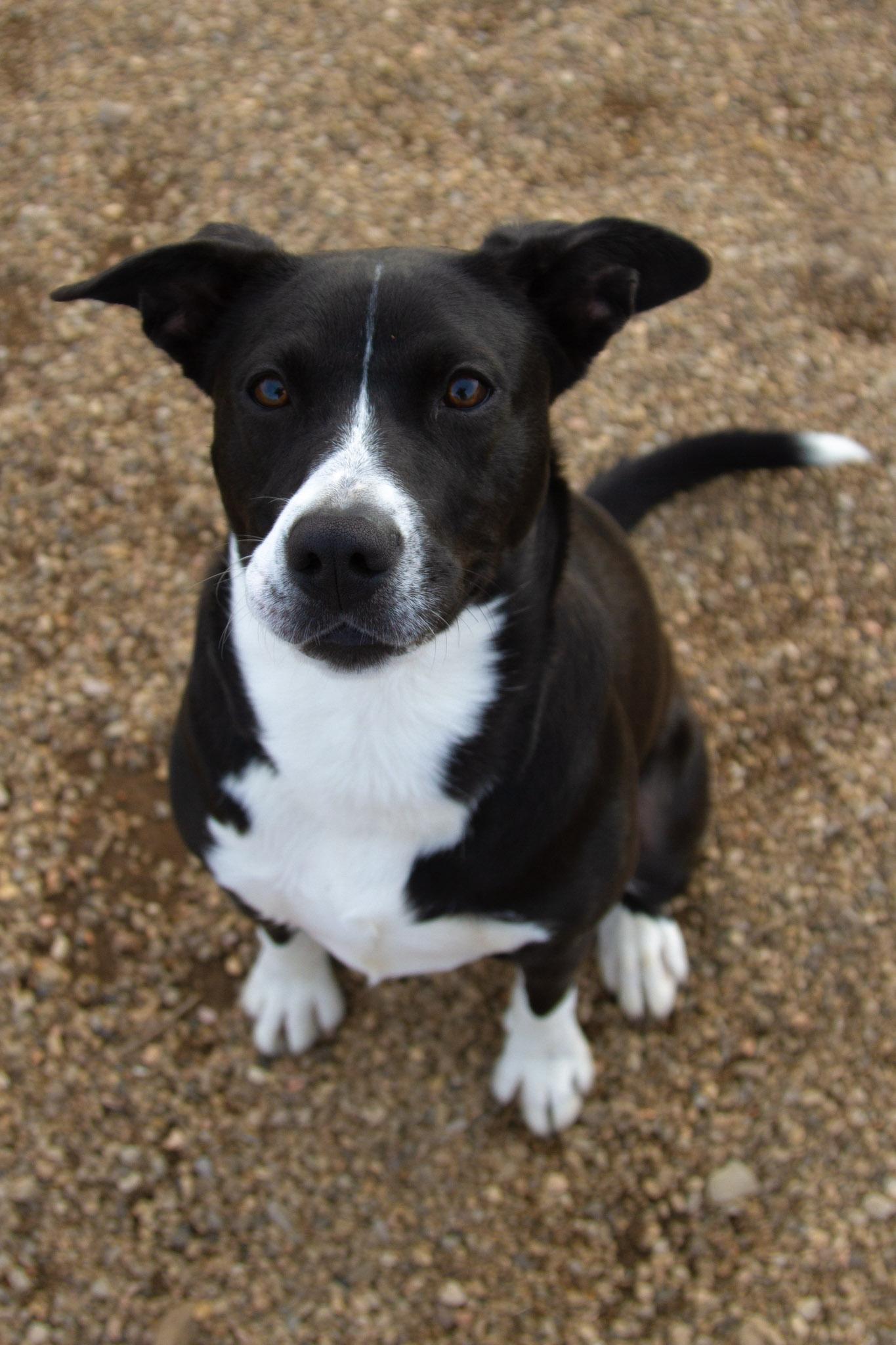Enlarge PJ, a ADOPTABLE mixed breed in Rapid City, SD image 5/6