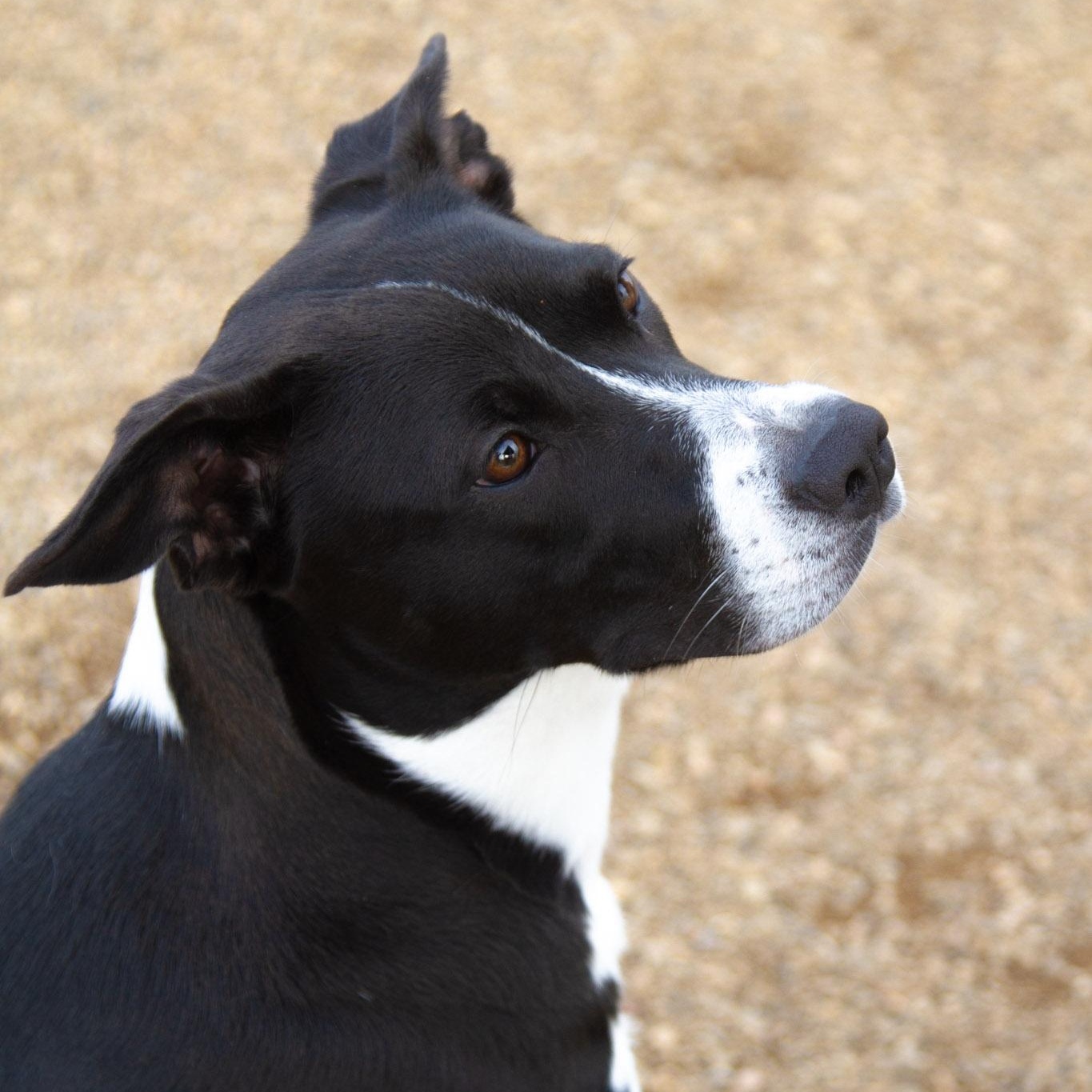 PJ, ADOPTABLE, Young Female Terrier.
