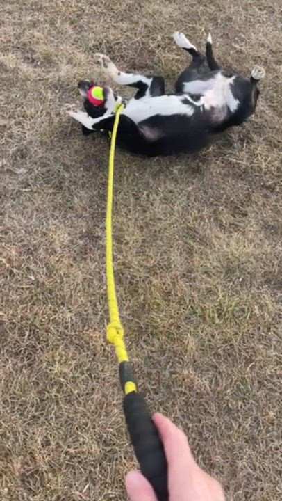 Enlarge PJ, a ADOPTABLE mixed breed in Rapid City, SD video 3/6