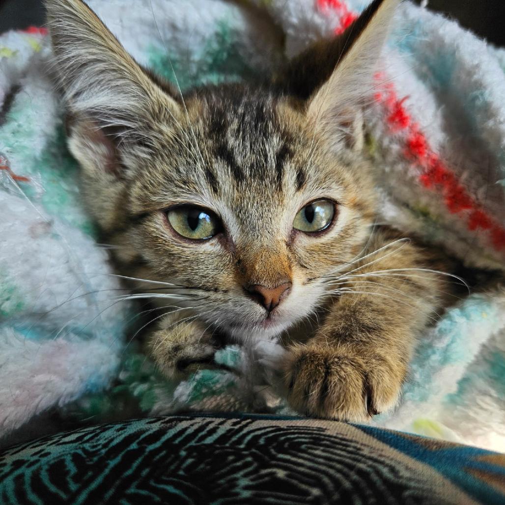 Daisy, Adoptable, Young Female Domestic Short Hair.