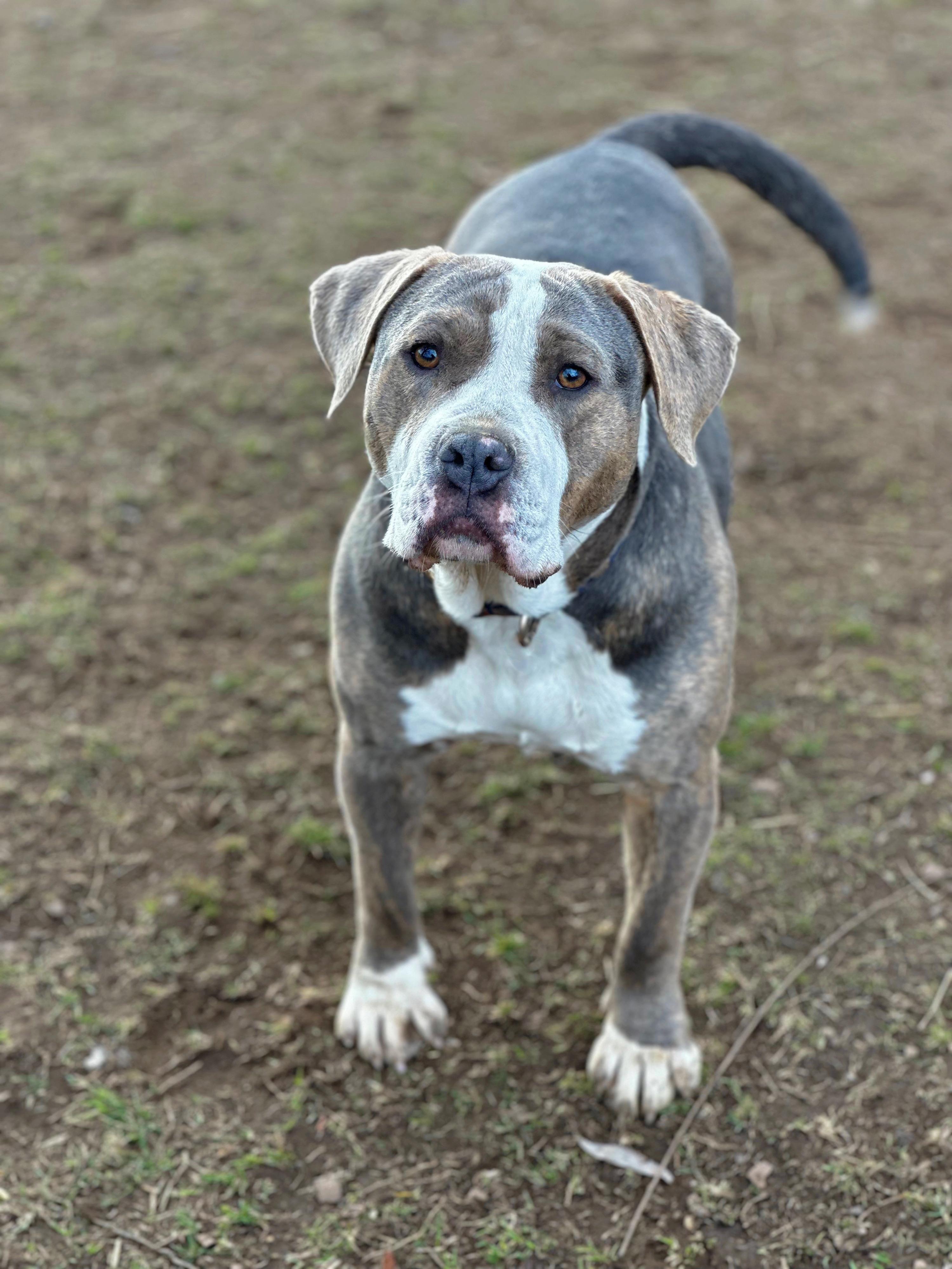 Enlarge Sky, a Adoptable mixed breed in Wenatchee, WA image 2/3