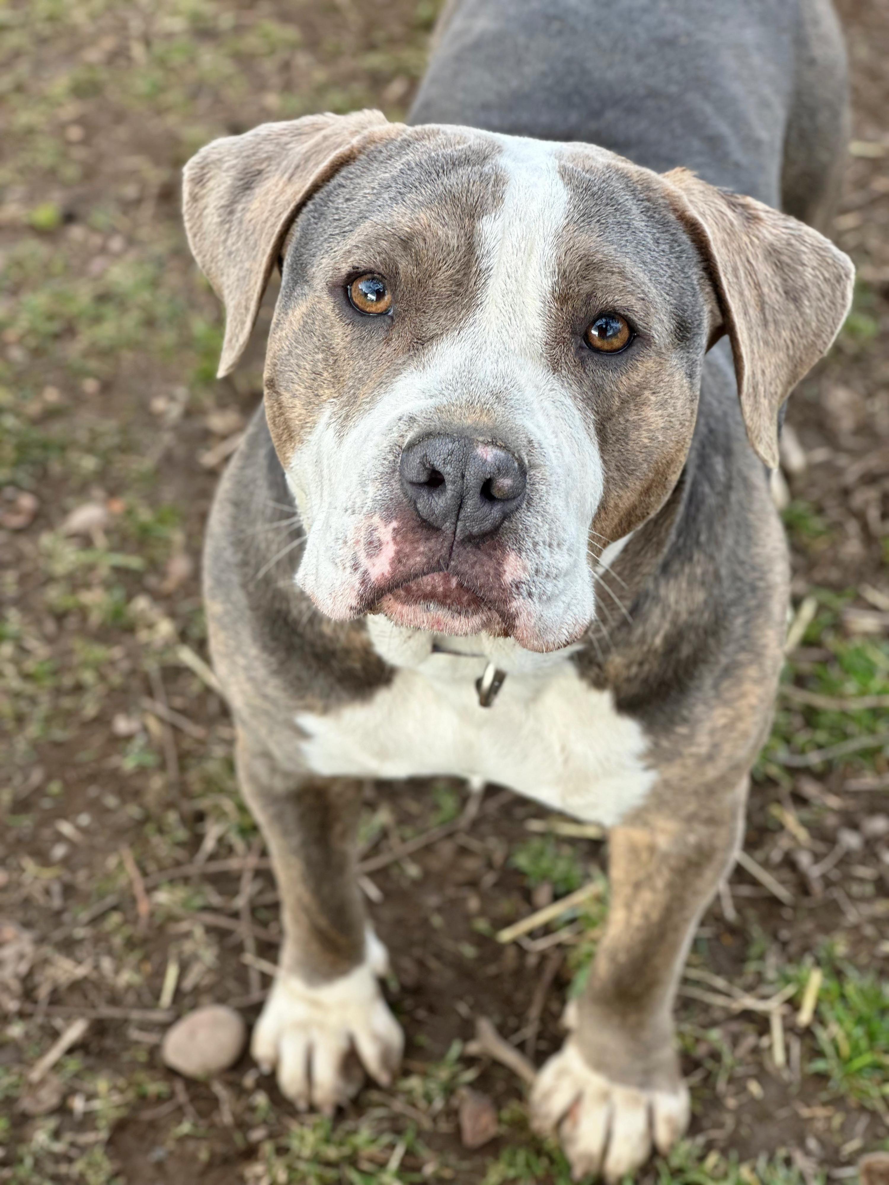 Enlarge Sky, a Adoptable mixed breed in Wenatchee, WA image 1/3