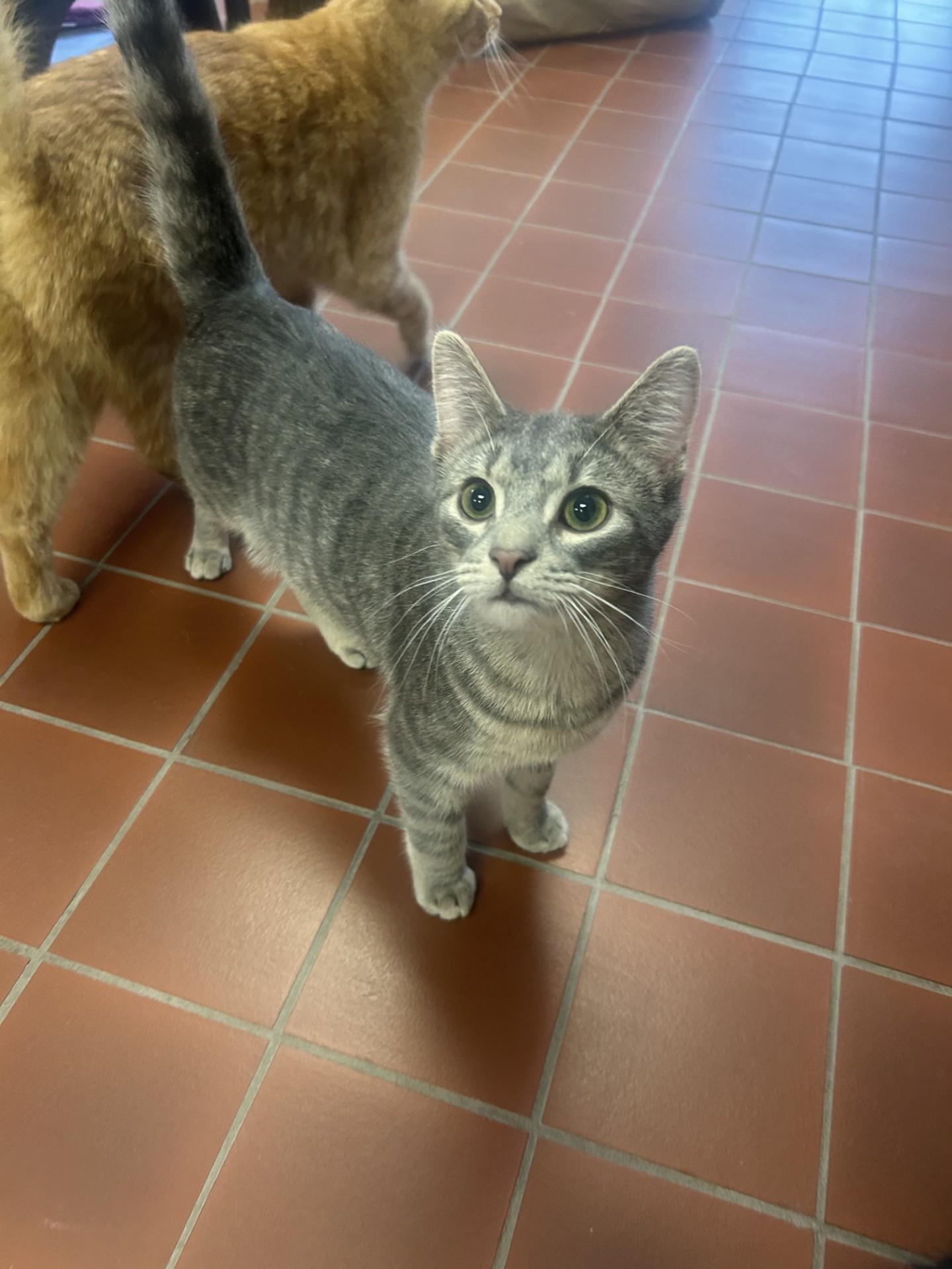 Enlarge Hero, a Adoptable mixed breed in Battle Creek, MI image 5/6