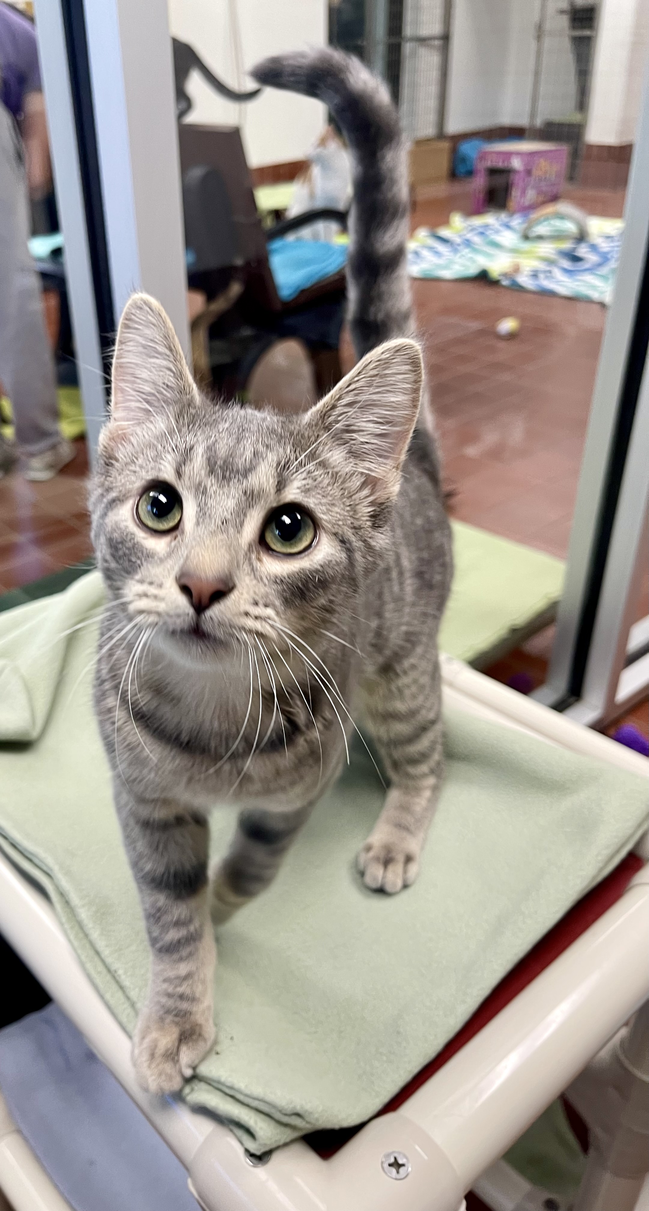 Enlarge Hero, a Adoptable mixed breed in Battle Creek, MI image 6/6