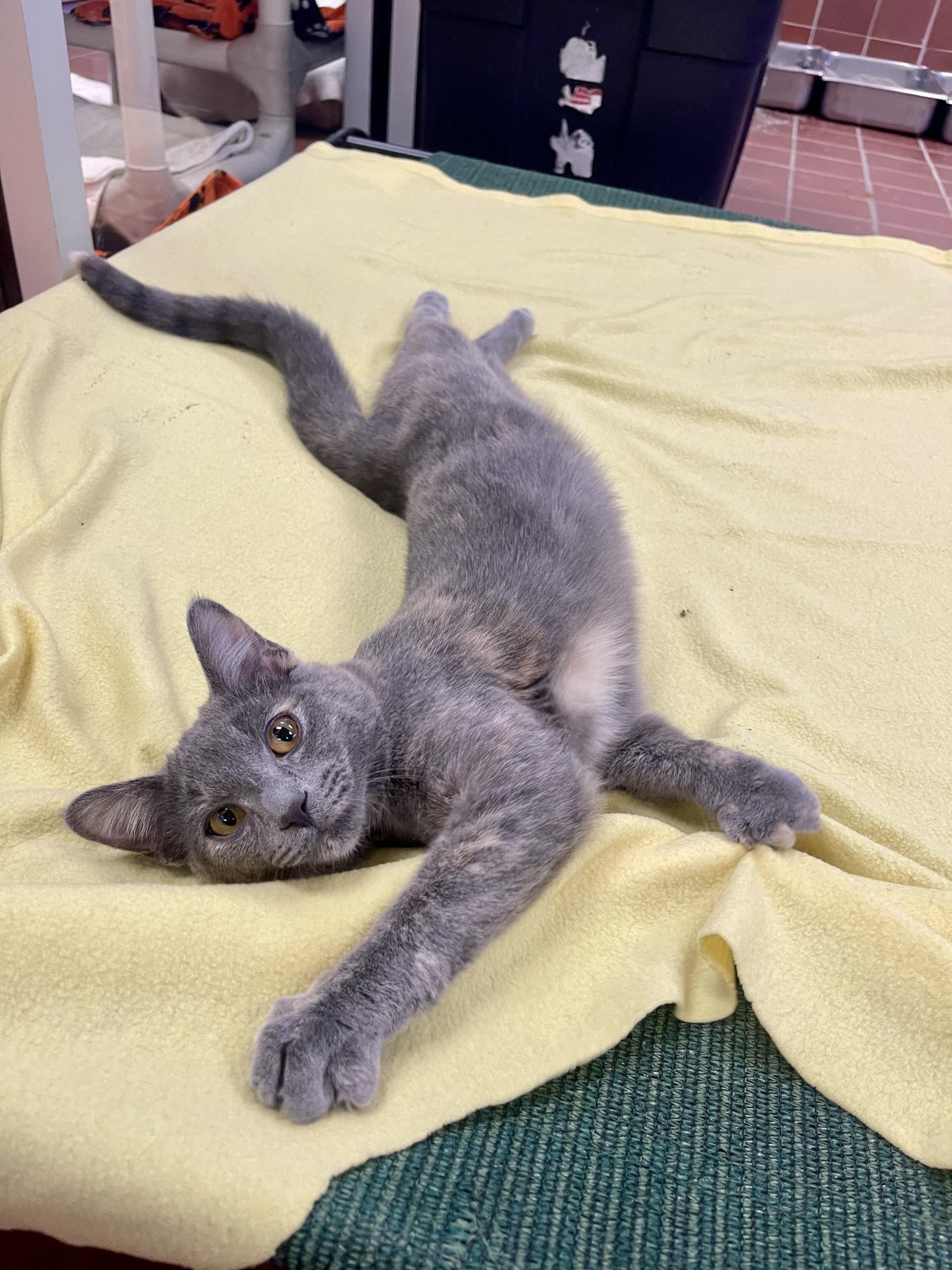 Enlarge Hero, a Adoptable mixed breed in Battle Creek, MI image 3/6