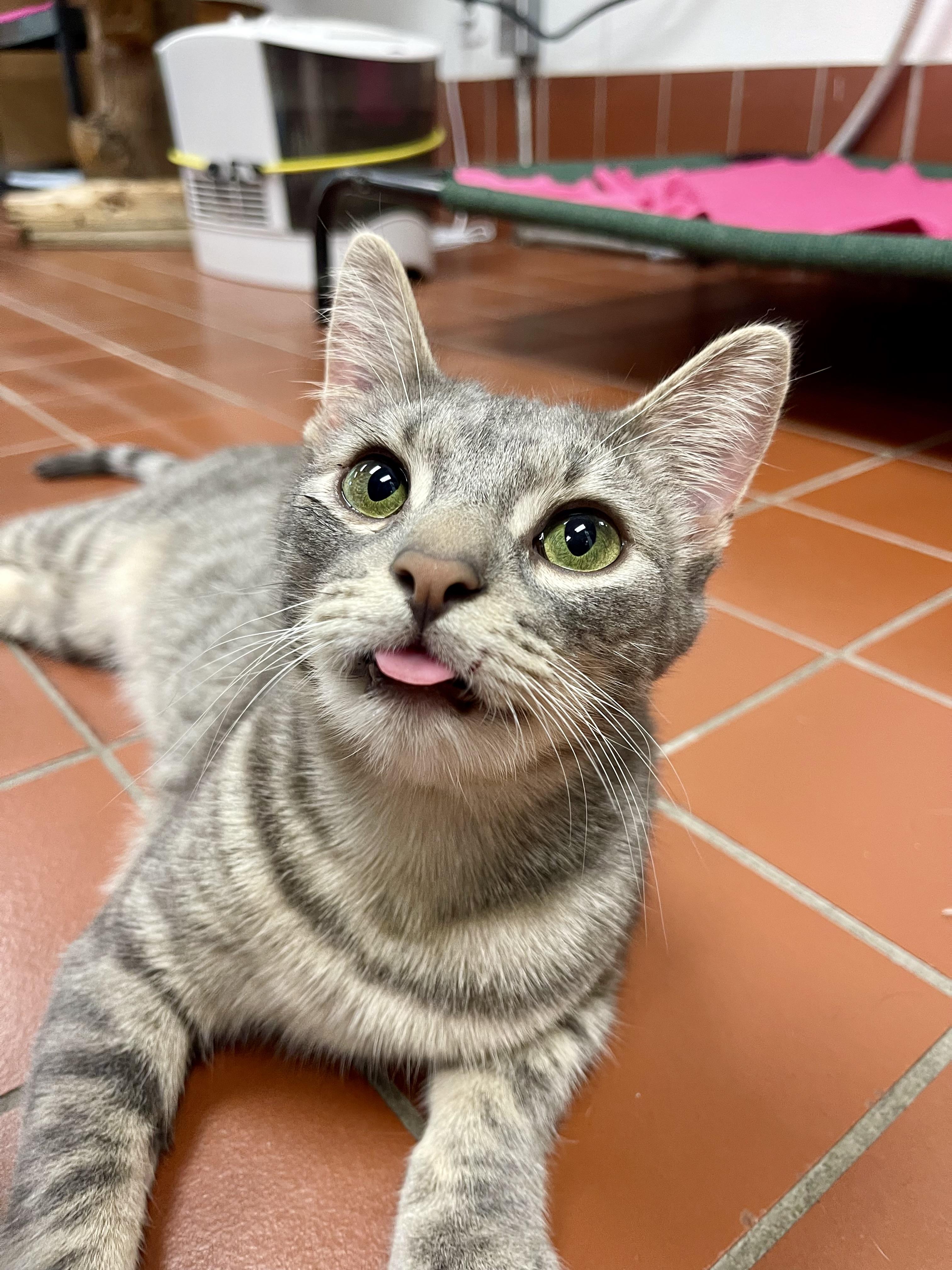 Enlarge Hero, a Adoptable mixed breed in Battle Creek, MI image 2/6