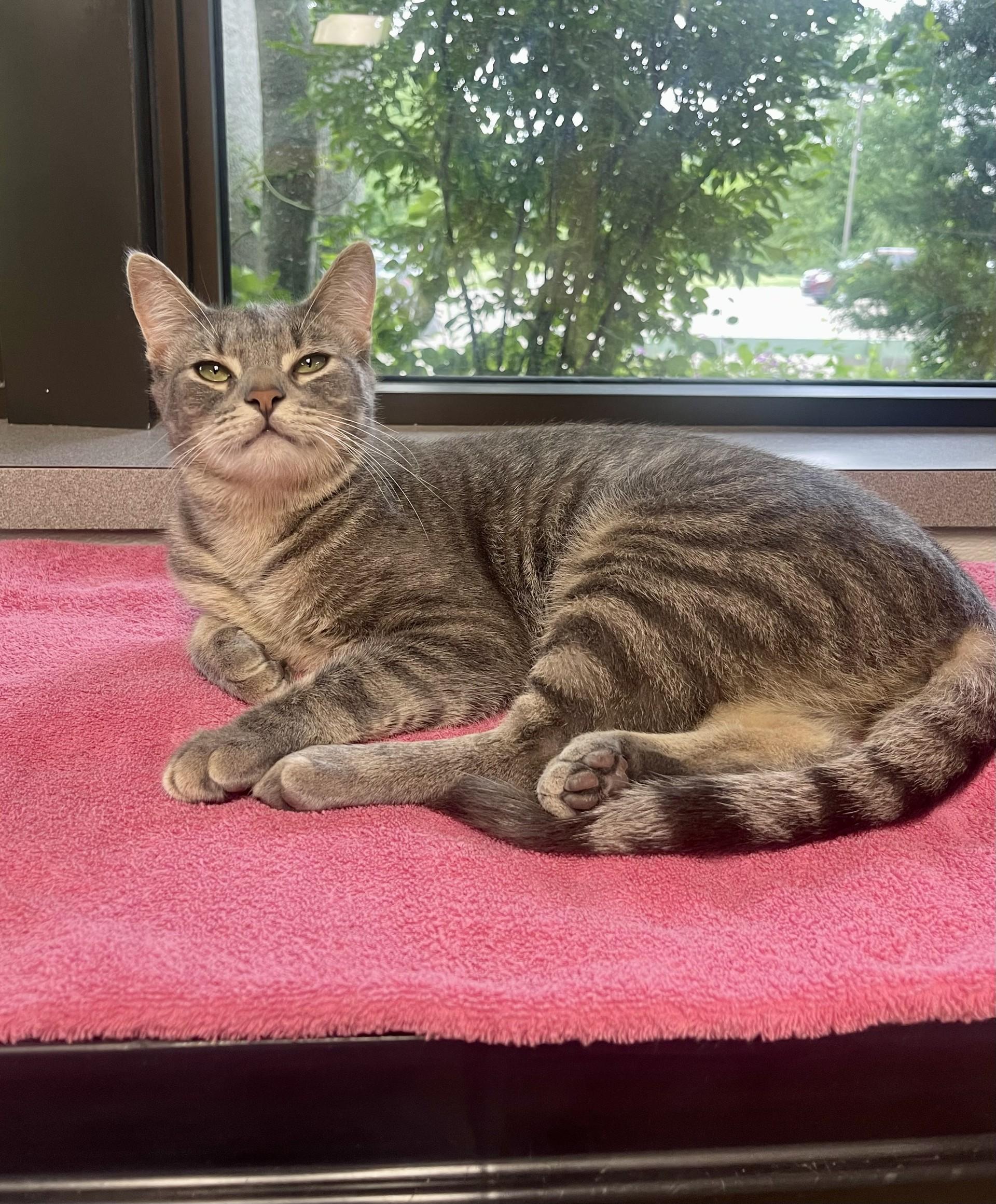 Enlarge Hero, a Adoptable mixed breed in Battle Creek, MI image 1/6