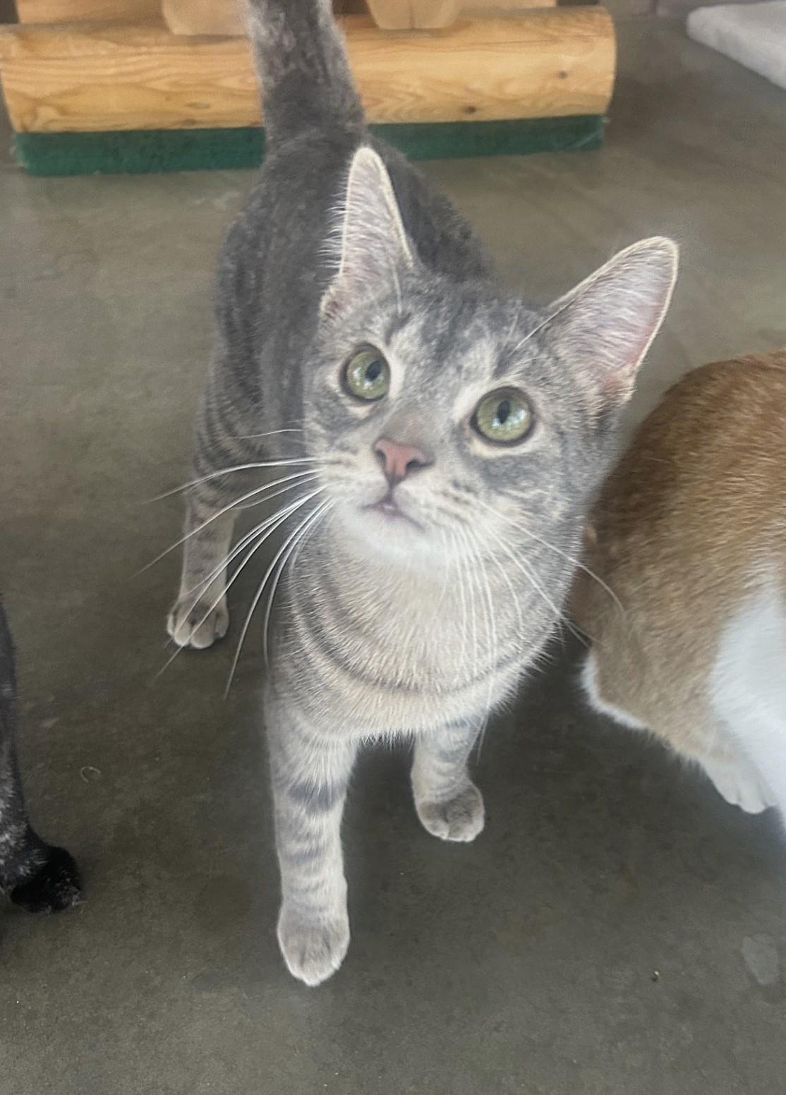 Enlarge Hero, a Adoptable mixed breed in Battle Creek, MI image 4/6