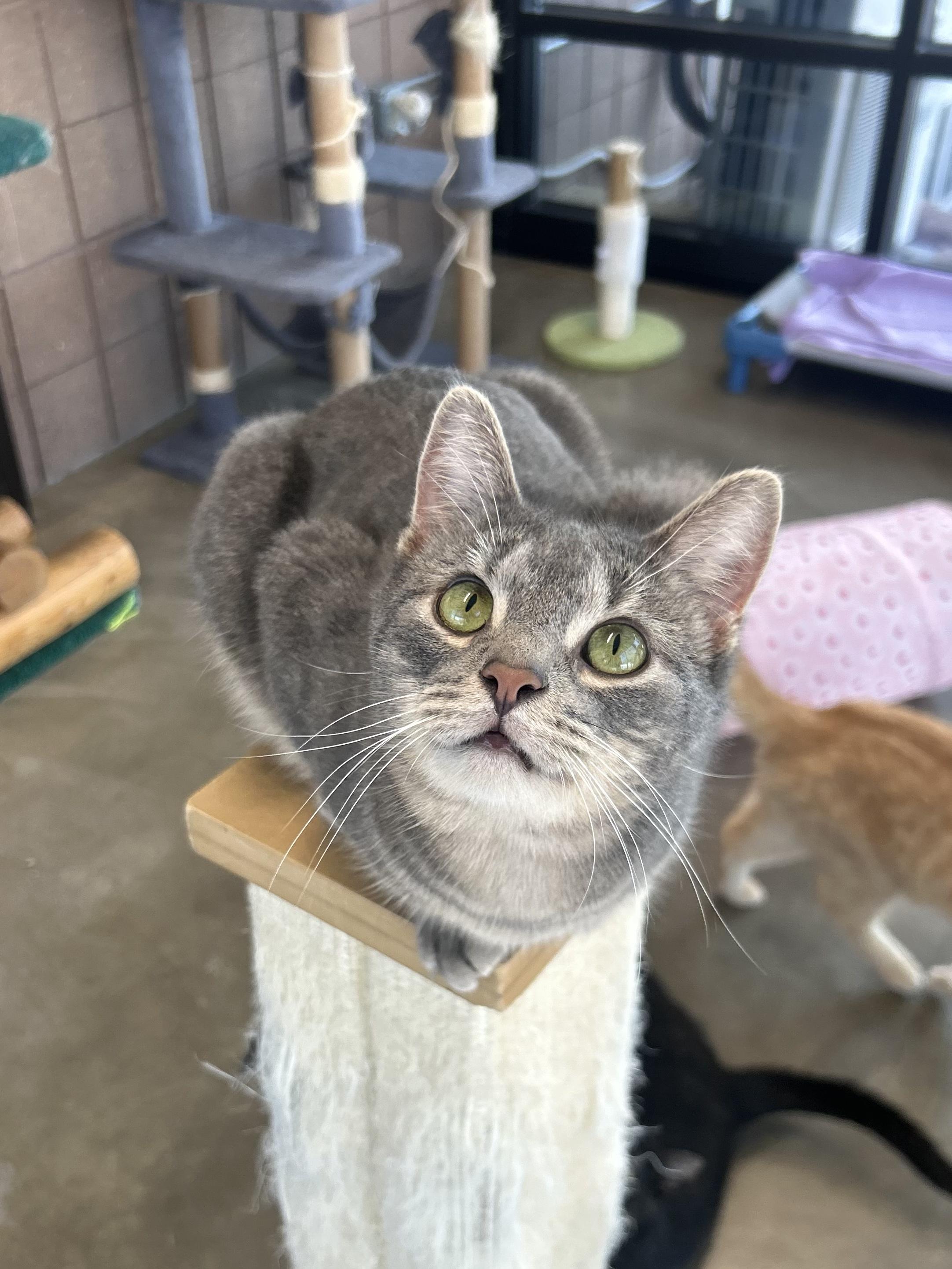 Hero, Adoptable, Young Male Domestic Short Hair.