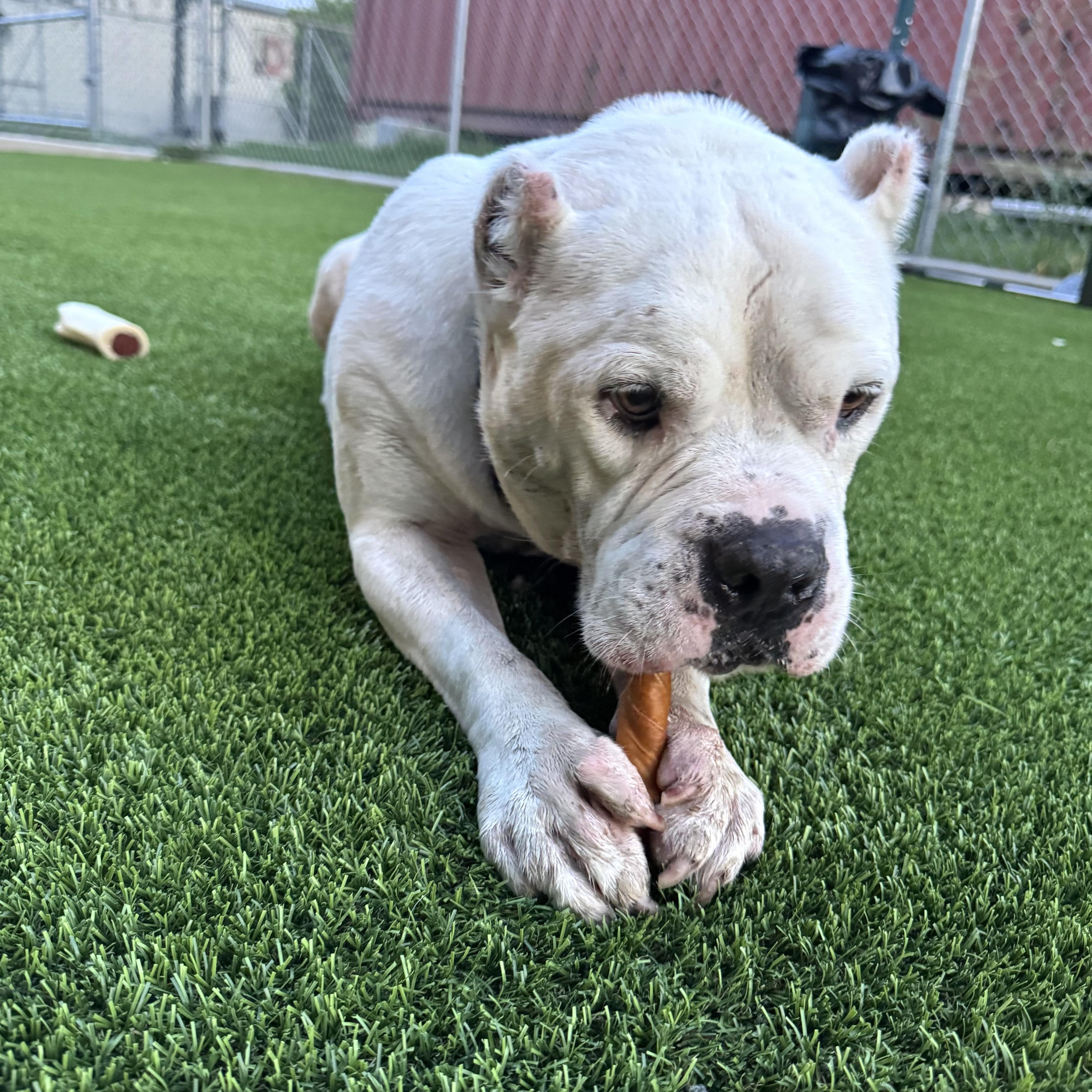 Otis — thumbnail 4