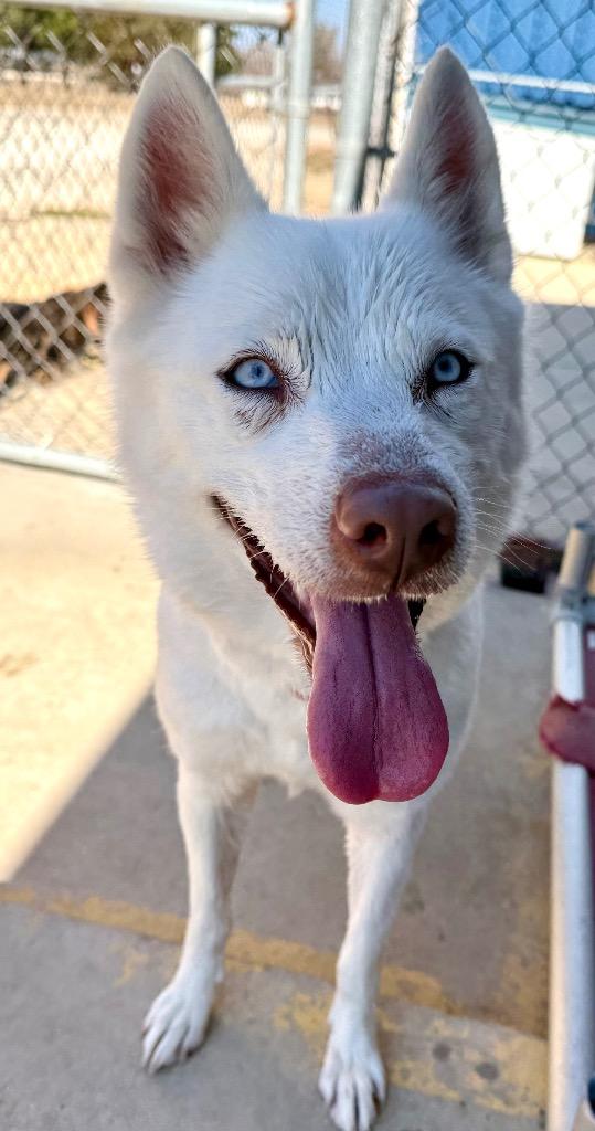 Enlarge Mischia, a Adoptable mixed breed in Luling, TX image 2/5