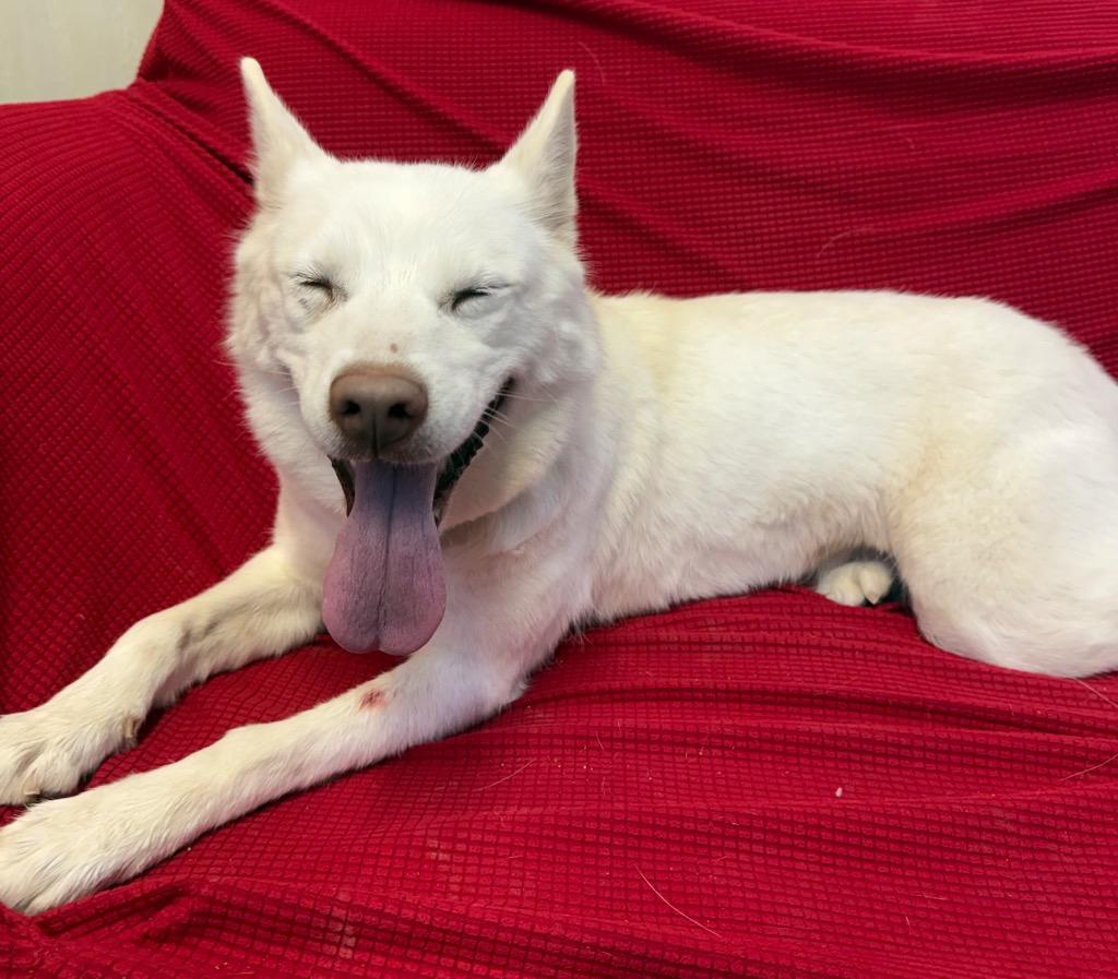 Mischia, Adoptable, Young Female Husky & Mixed Breed.