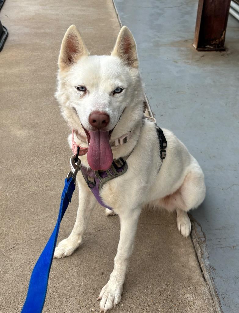 Enlarge Mischia, a Adoptable mixed breed in Luling, TX image 4/5