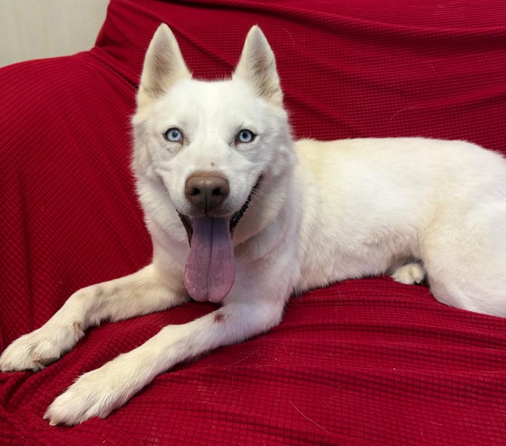 Enlarge Mischia, a Adoptable mixed breed in Luling, TX image 4/5