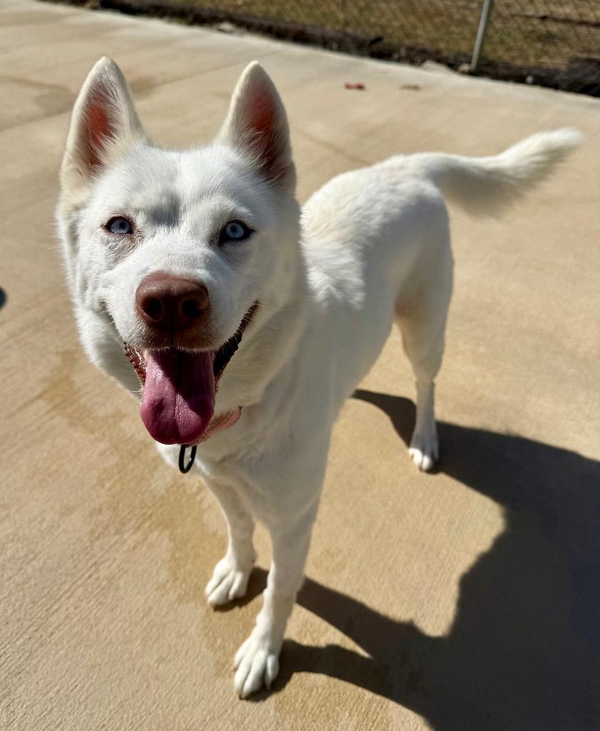 Enlarge Mischia, a Adoptable mixed breed in Luling, TX image 5/5
