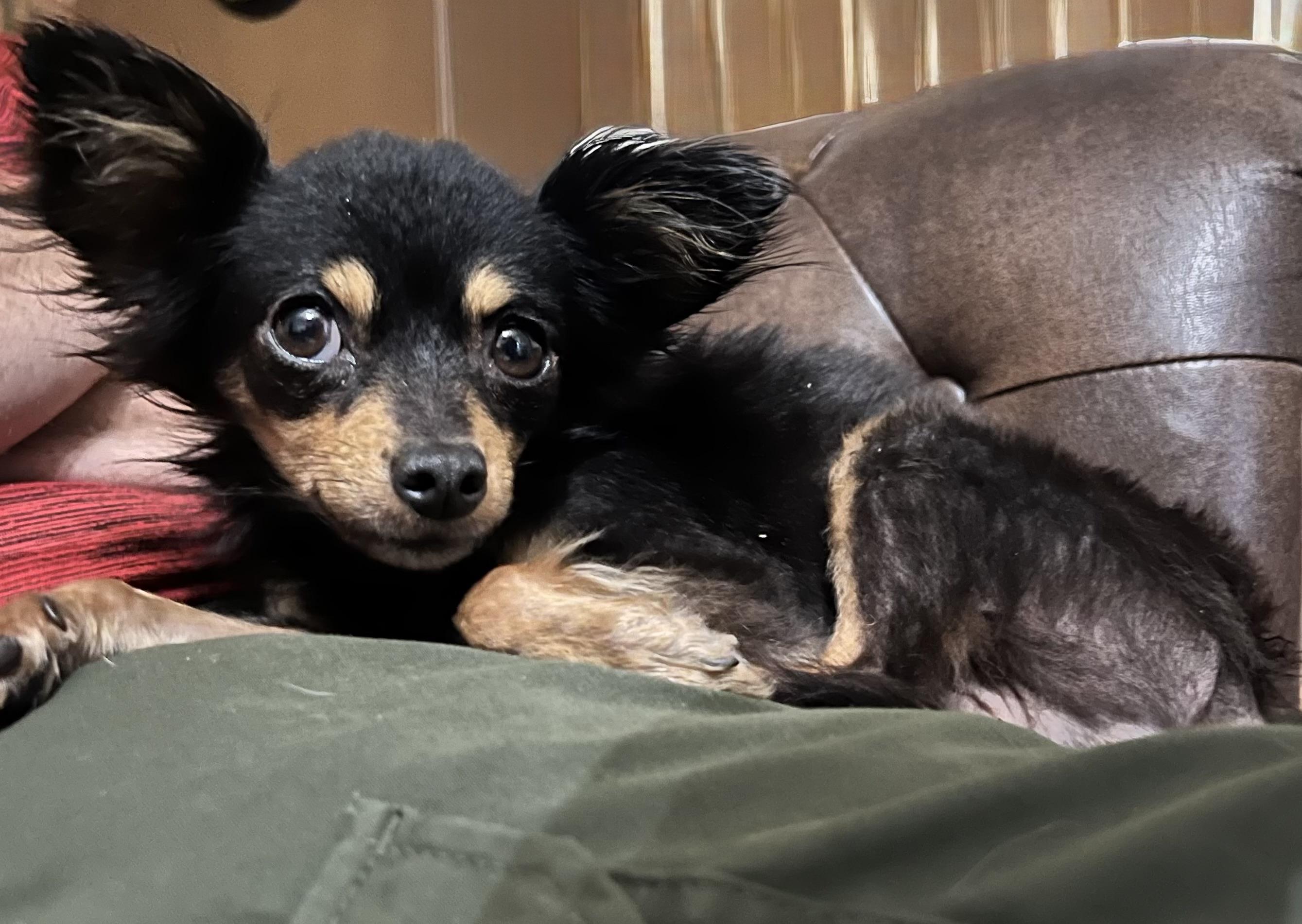 Enlarge Nacho, an adopted Chihuahua in MURRIETA, CA image 2/4