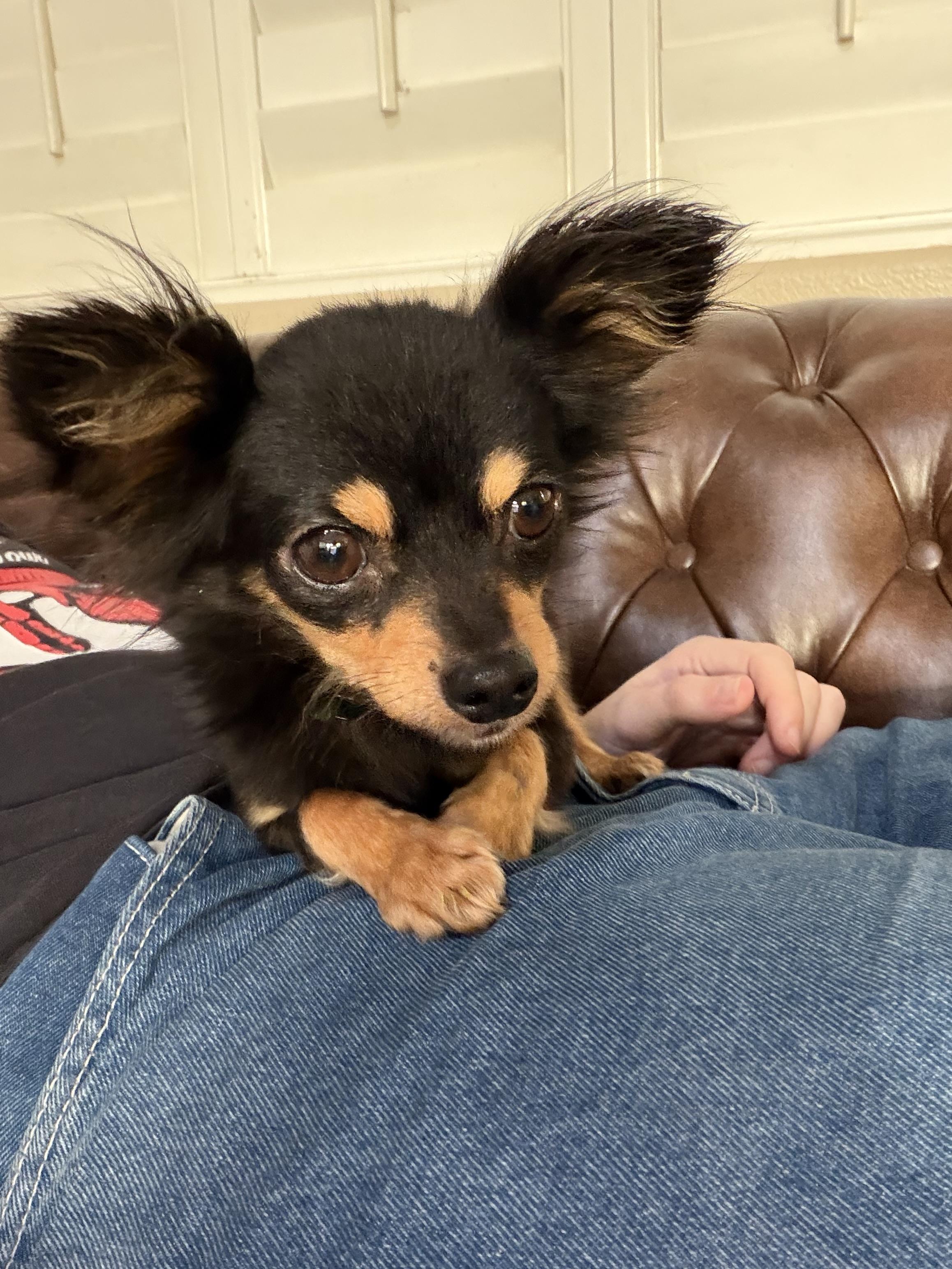 Enlarge Nacho, an adopted Chihuahua in MURRIETA, CA image 4/4