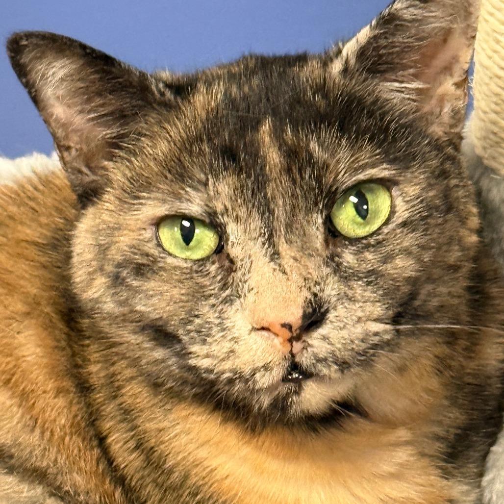 Enlarge Fallon, a Adoptable mixed breed in Titusville, FL image 3/5