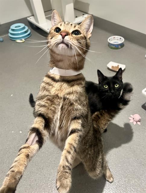 Enlarge TIGER, a Adoptable Domestic Short Hair in San Francisco, CA image 1/1