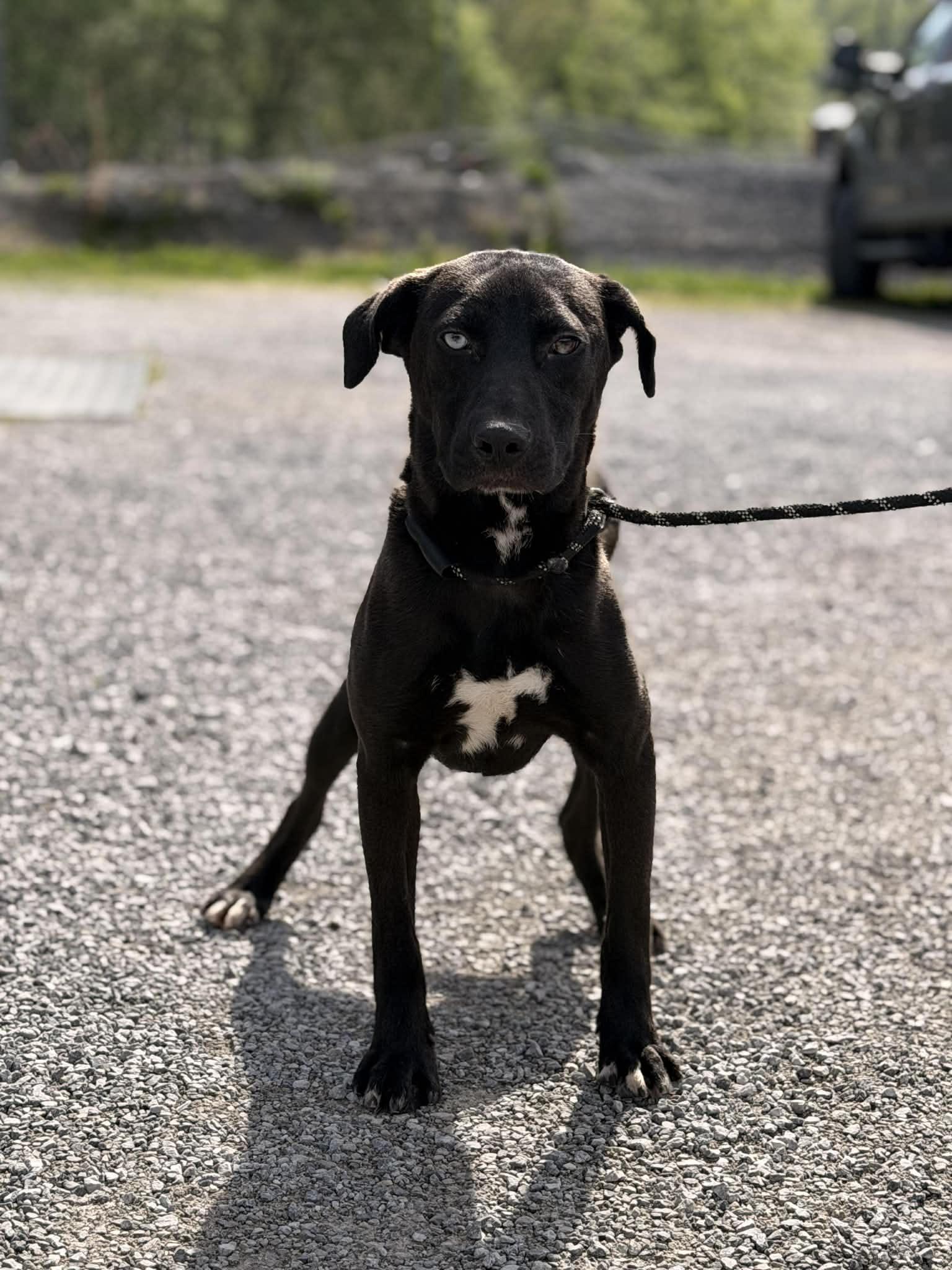 Enlarge Pongo, a ADOPTABLE mixed breed in Baxter, KY image 1/1