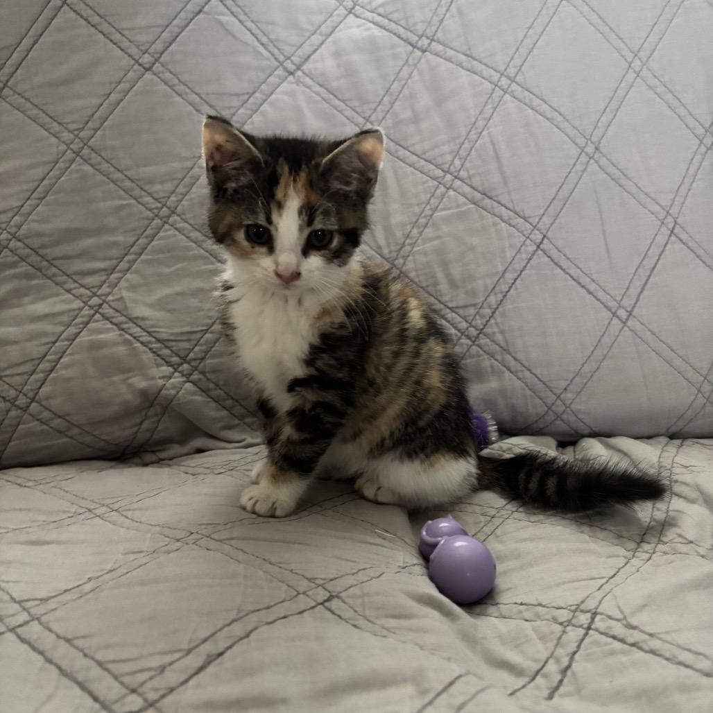 Custard Felv+ thumbnail 2