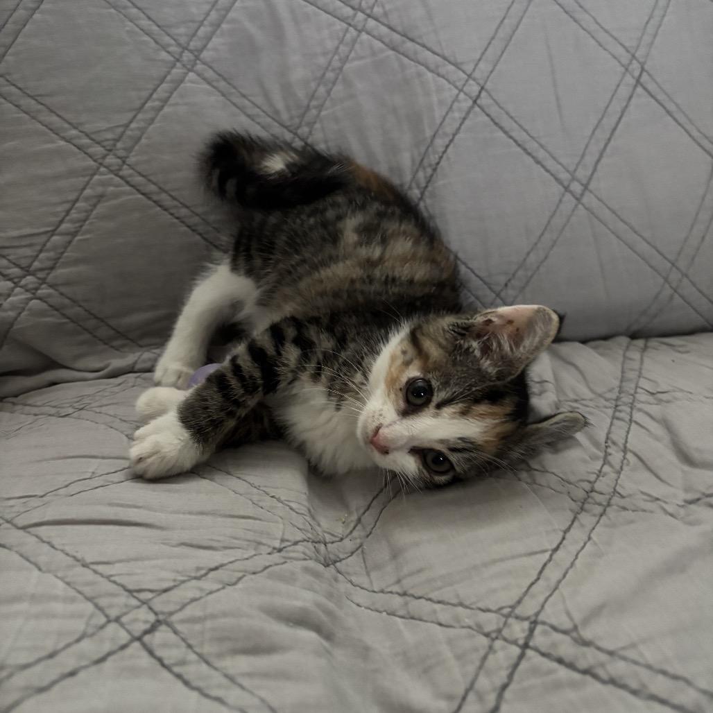 Custard Felv+ thumbnail 3