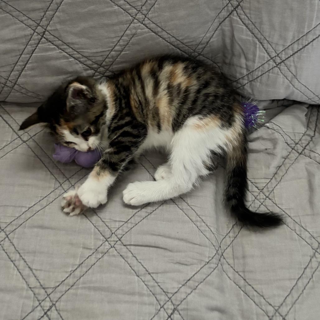 Custard Felv+ thumbnail 4