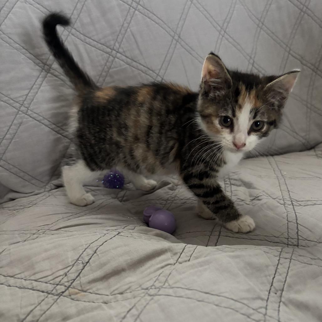 Custard Felv+ thumbnail 5