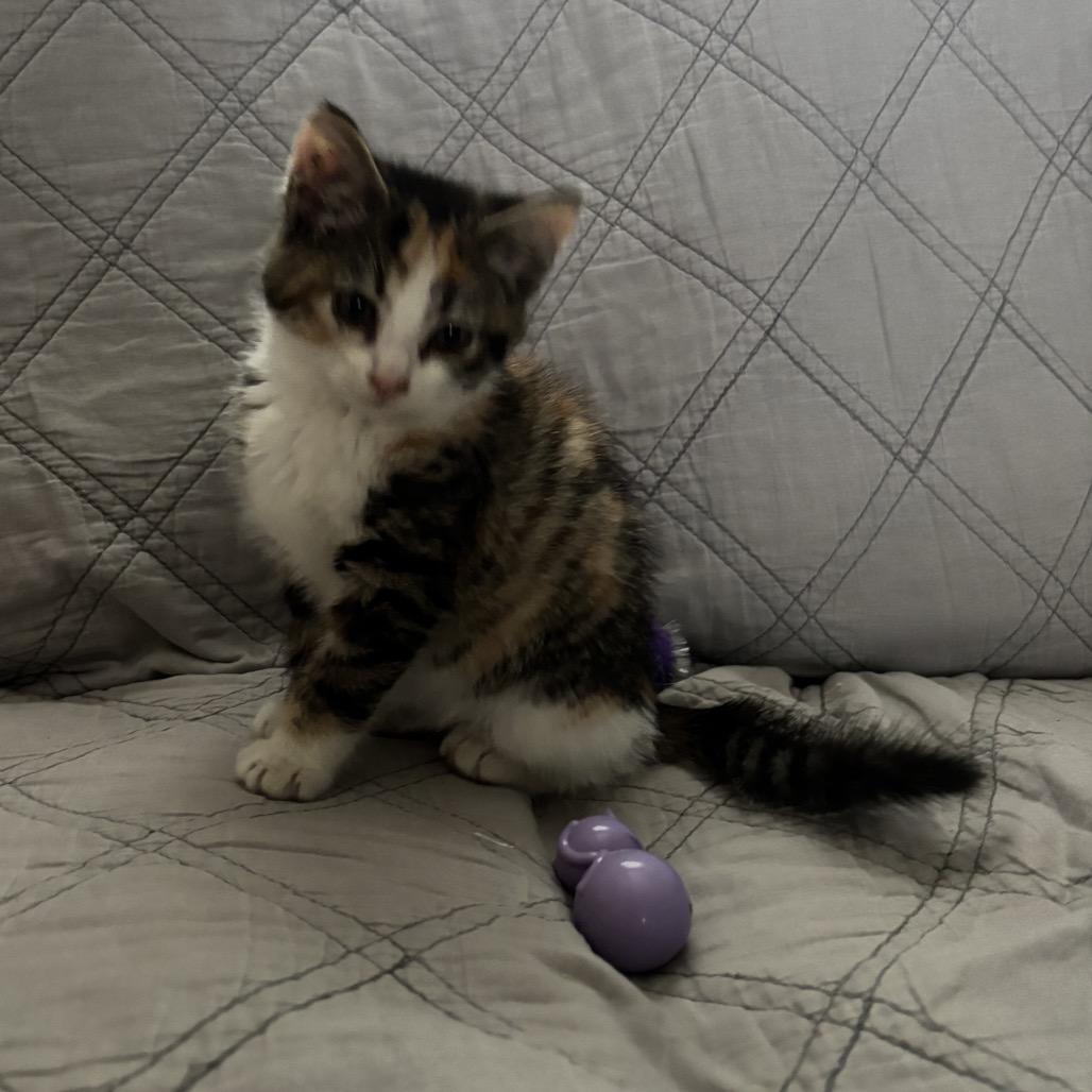 Custard Felv+ thumbnail 6